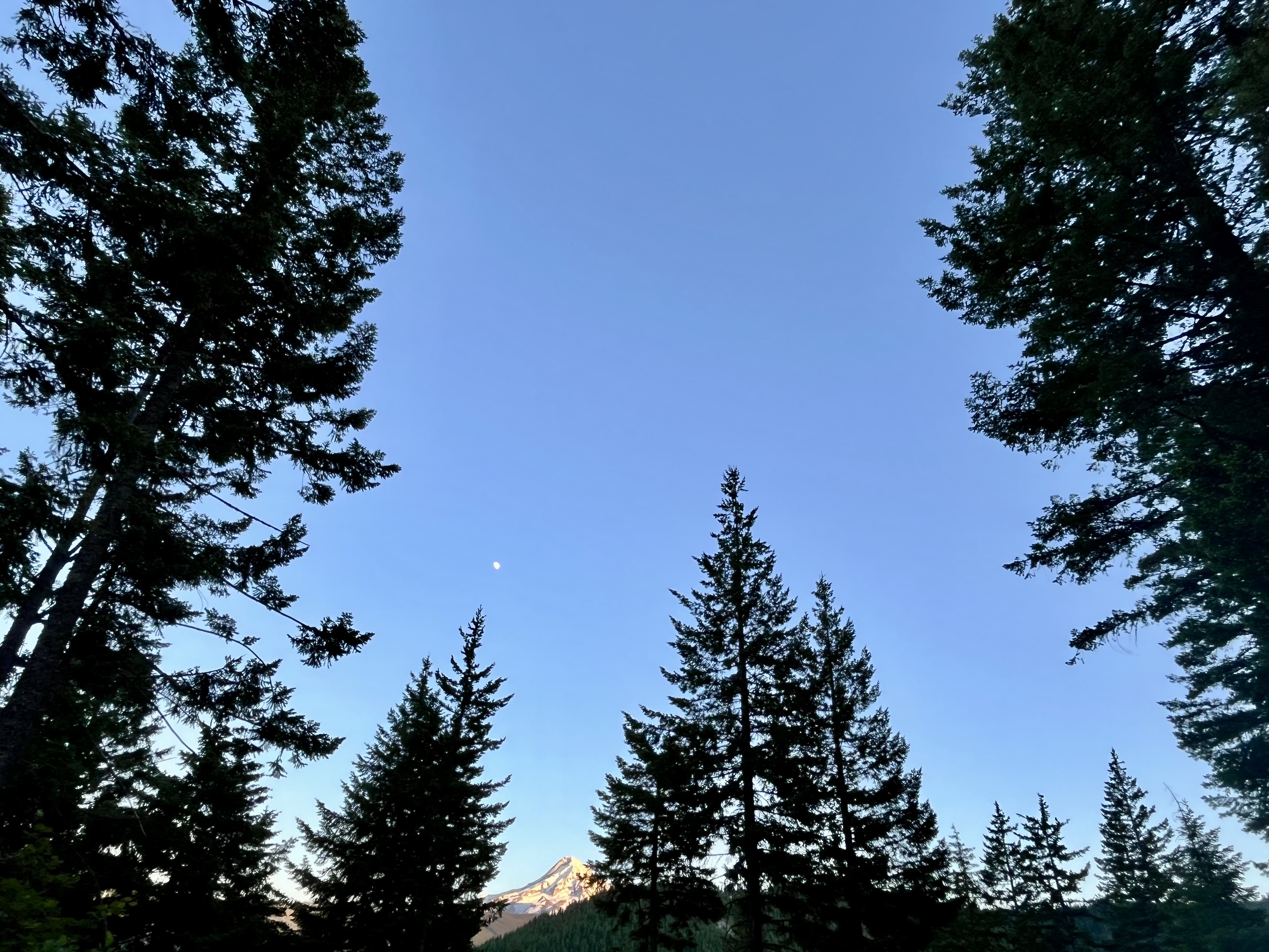 Mt Hood National Forest in Oregon.